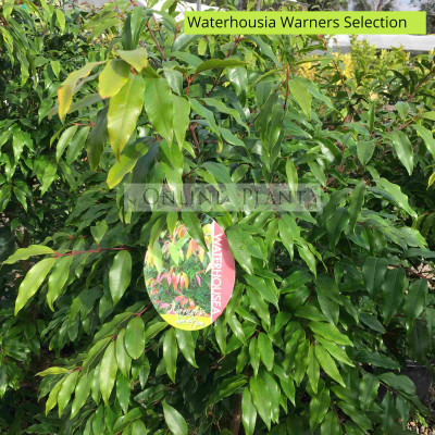 Waterhousia Warners Selection