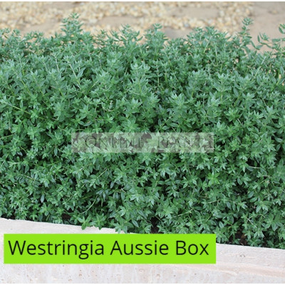Westringia Aussie Box®  PBR 