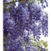 Wisteria Sinensis Blue/Purple