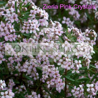 Zieria Pink Crystals