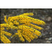 Acacia acinacea, Gold dust wattle