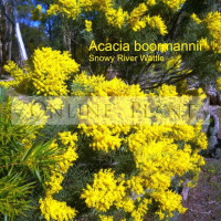 Acacia boormanii, Snowy River Wattle