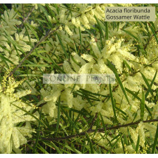 Acacia Floribunda Gossamer Wattle 