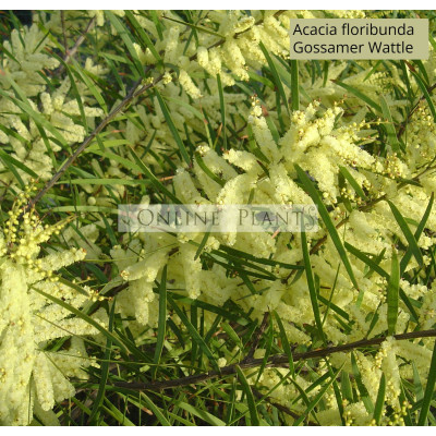 Acacia floribunda Gossamer Wattle 