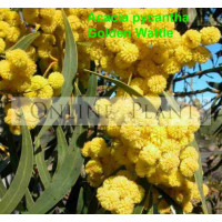 Acacia Pycnantha, Golden Wattle