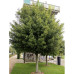 Acer Campestre, Field Maple