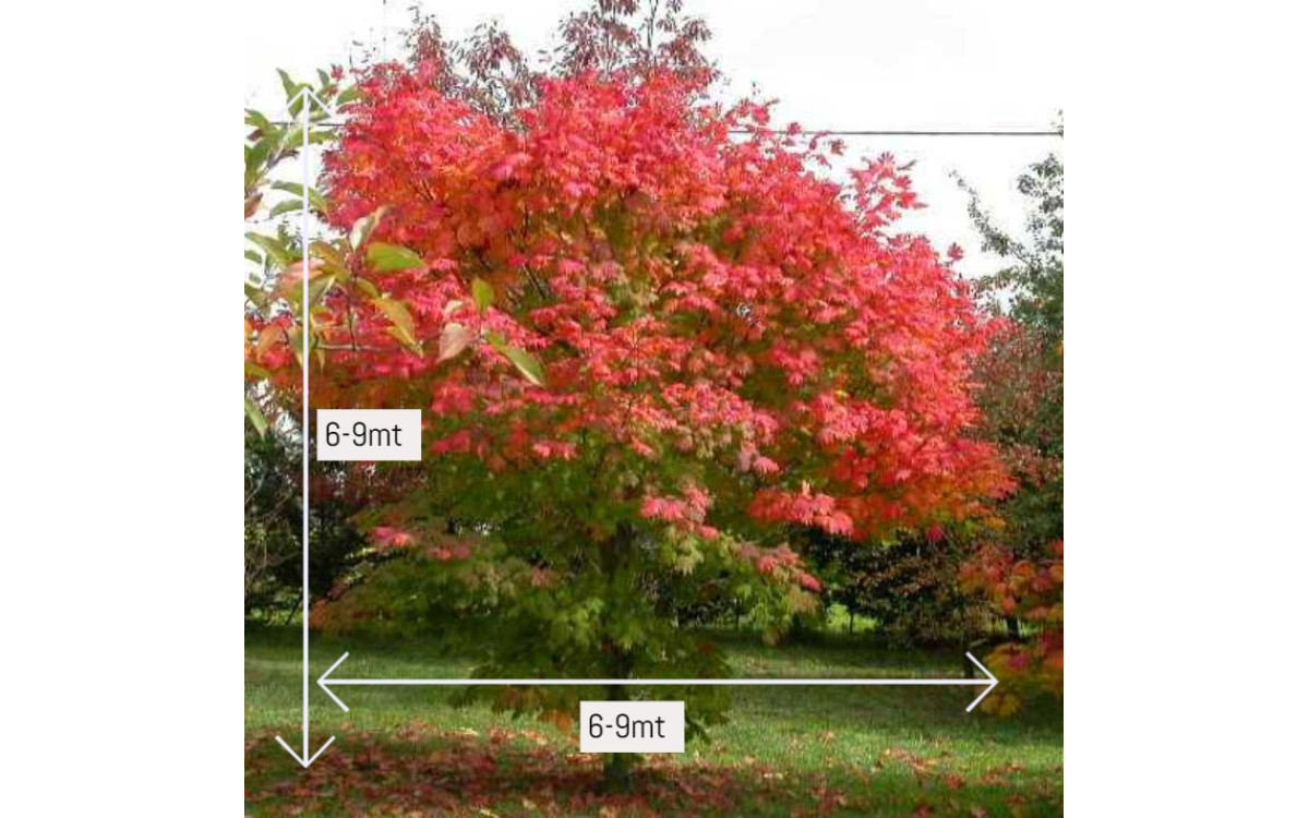 How To Grow And Care For October Glory Maple?