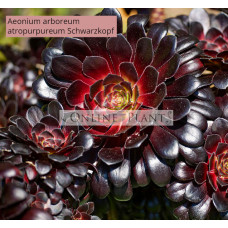 Aeonium Arboreum Atropurpureum Schwarzkopf