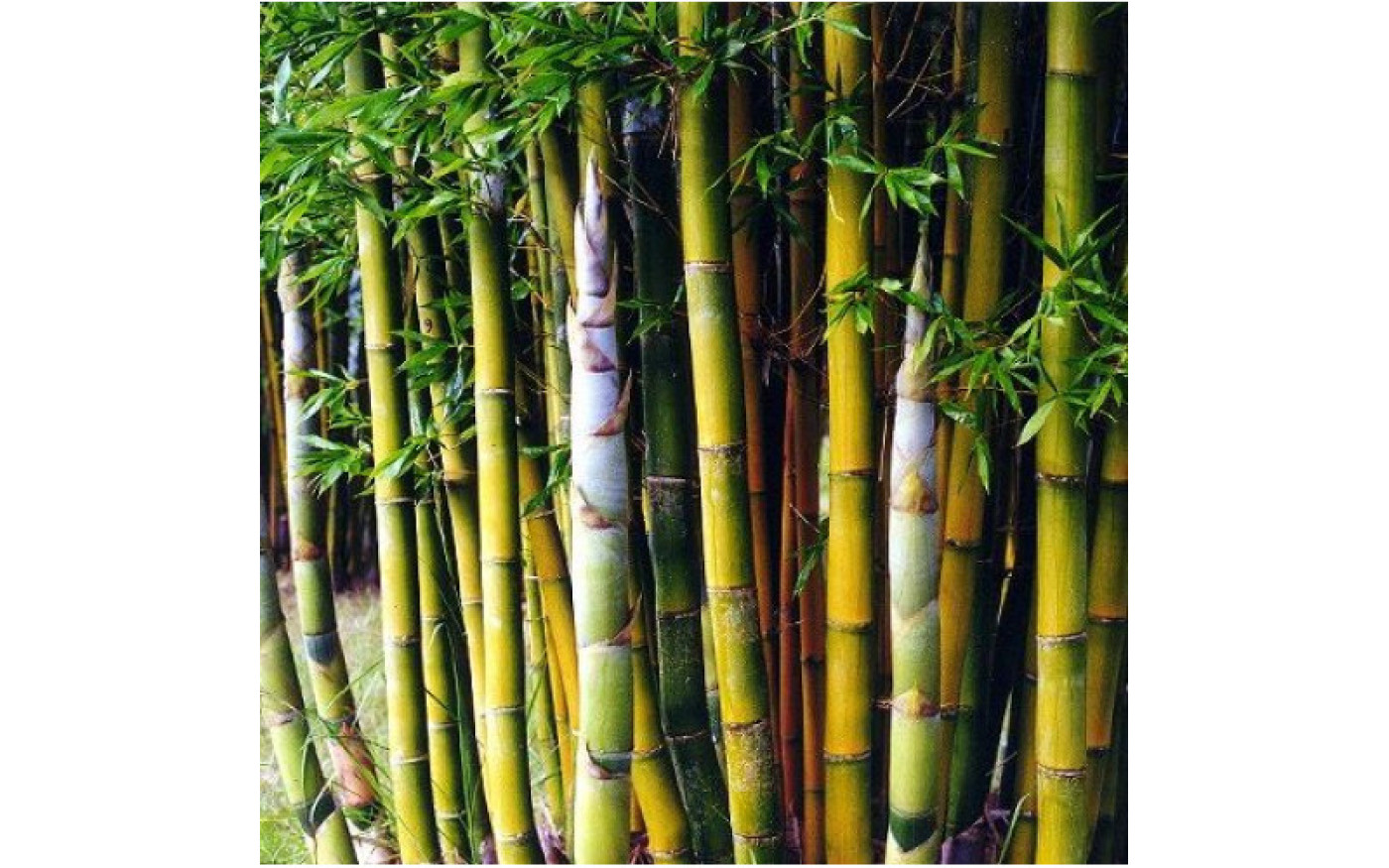 Игра биг бамбук big bambooo com