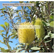 Banksia integrifolia, Coastal Banksia