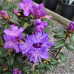 Rhododendron, Blue Admiral