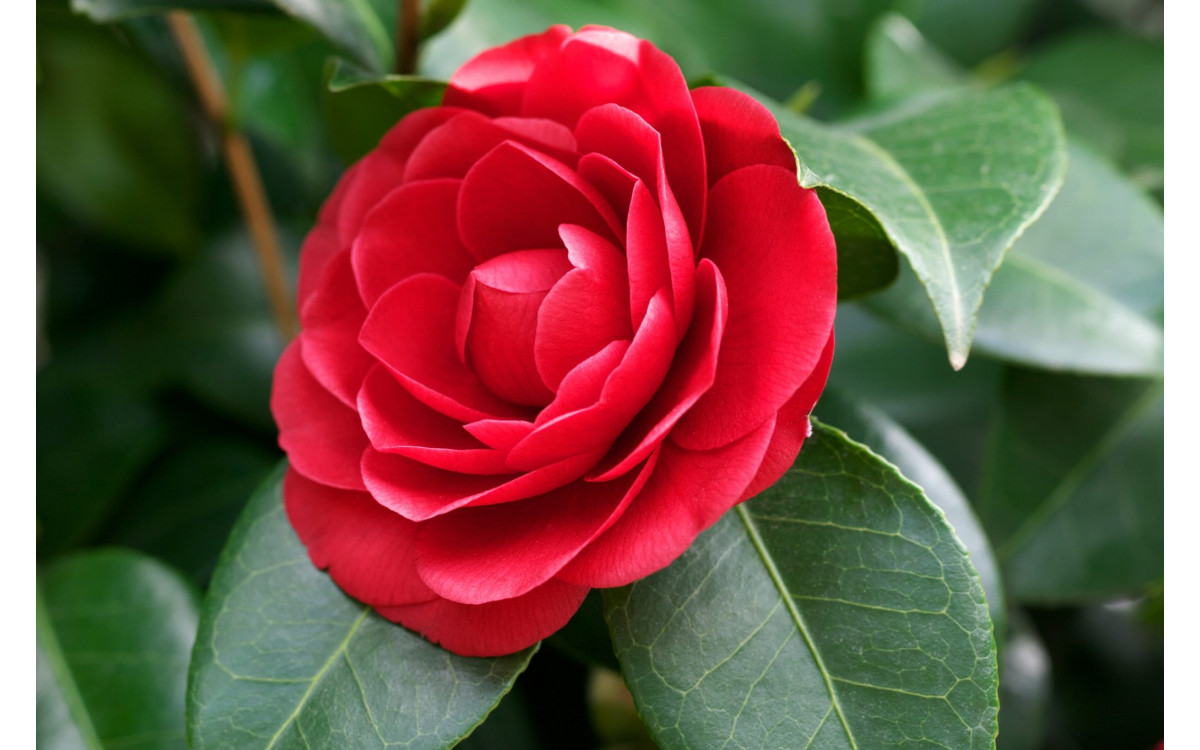 Getting To Know Camellia Family