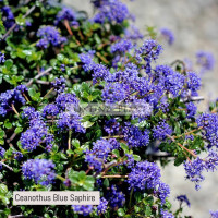 Ceanothus Blue Sapphire