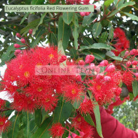 Eucalyptus ficifolia Red Flowering Gum