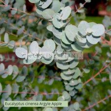 Eucalyptus cinerea Argyle Apple 