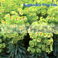 Euphorbia martinii Tiny Tim