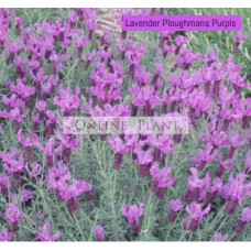 Lavender Ploughmans Purple