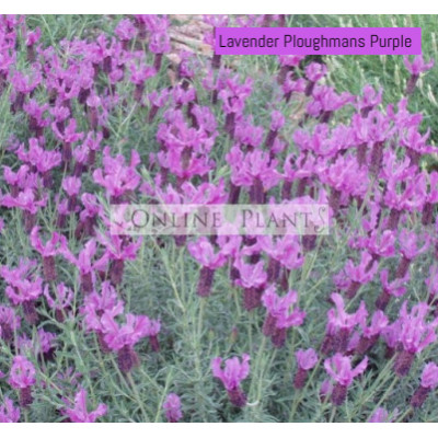 Lavender Ploughmans Purple