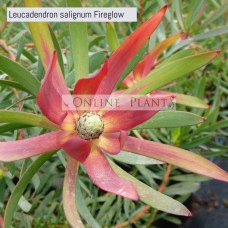 Leucadendron salignum Fireglow