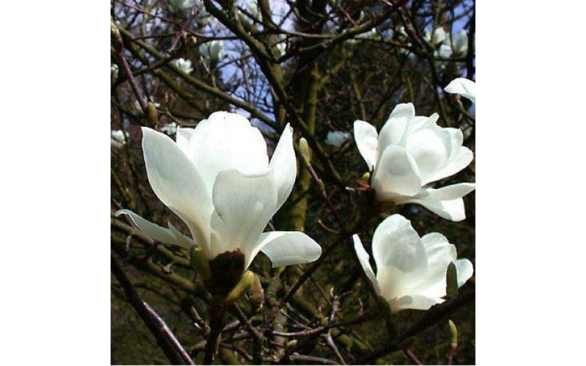 This Is Why Every House Should Have A Magnolia Tree – Read More