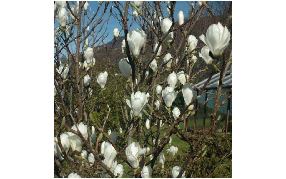 Growth & Pruning Tips For Magnolia Trees