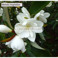 Magnolia/Michelia doltsopa x laevifolia 'Inspiration' 