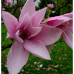 Magnolia Lilliiflora X Campbellii Star Wars