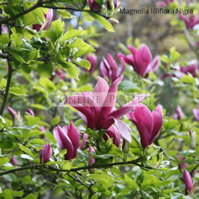 Magnolia Lilliflora Nigra