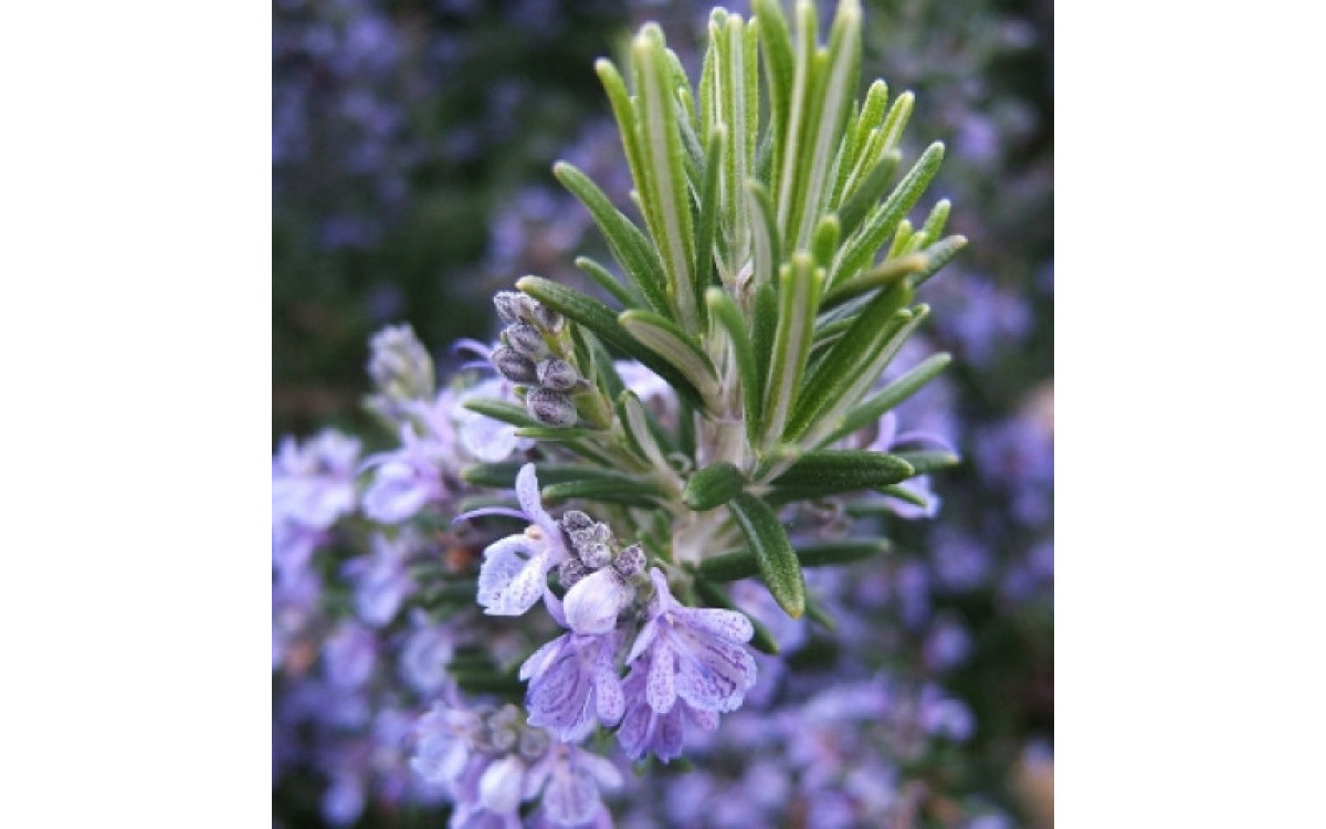 Get to Know the Many Varieties of Rosemary