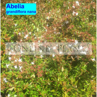 Abelia Grandiflora Nana Dwarf