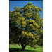 Acacia Melanoxylon Australian Blackwood