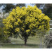 Acacia Pycnantha, Golden Wattle