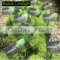 Acacia Limelight