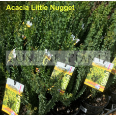 Acacia Little Nugget
