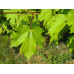 Acer Campestre, Field Maple