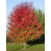 Acer Autumn Blaze Maple