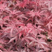 Acer Palmatum Atropurpureum, Japanese Maple
