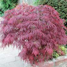 Acer palmatum Atropurpureum, Japanese Maple