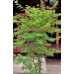 Acer Palmatum Dissectum Seiryu, Cutleaf Jap. Maple