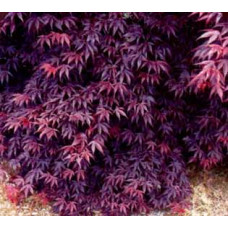 Acer Palmatum, Bloodgood Japanese Maple