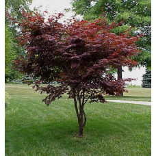 Acer palmatum, Japanese Maple