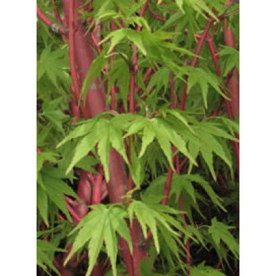 Acer Palmatum, Sango Kaku Jap. Maple