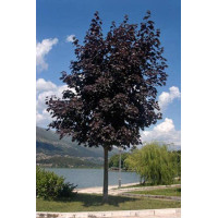 Acer platanoides, Crimson King Maple