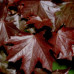 Acer Platanoides, Crimson King Maple