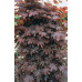 Acer platanoides, Crimson Sentry Maple