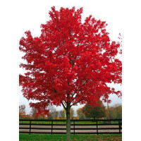 Acer rubrum, October Glory Maple