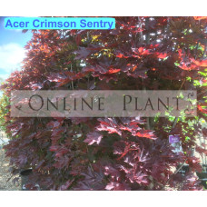 Acer platanoides, Crimson Sentry Maple