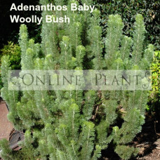Adenanthos, Baby Woolly Bush