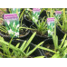 Agapanthus Silver Baby
