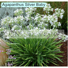 Agapanthus Silver Baby